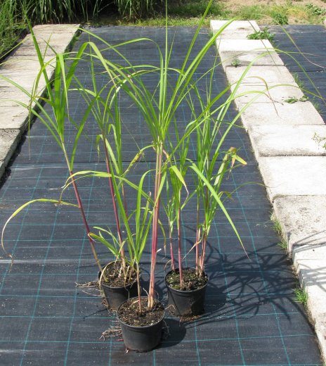 Miscanthus giganteus